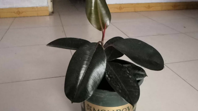 橡皮树只需这样上盆,盆土不板结,叶片绿的发黑