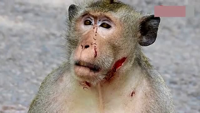 猴爸怎么浑身上下都是伤口头上还流着血,看着都让人心疼!