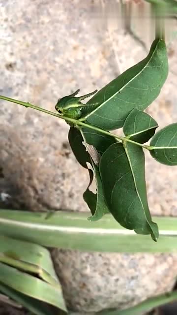 这首什么生物谁知道,头蛇尾