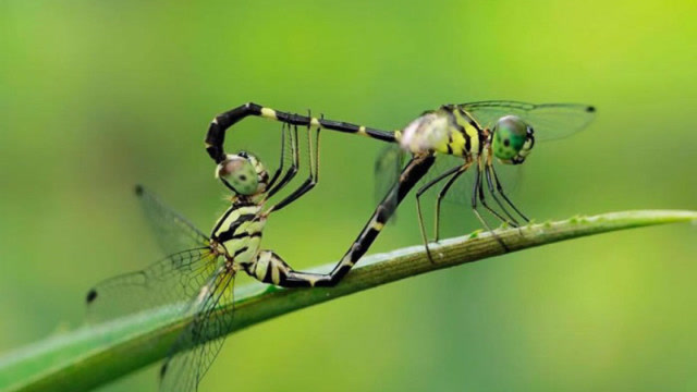 动物世界一流杀手蜻蜓,一口吃掉可怜蚊子,网友:干得漂亮!