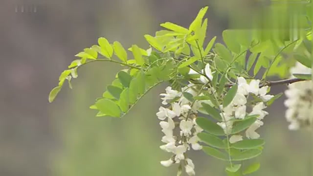 山鹰组合经典歌曲《索玛花》