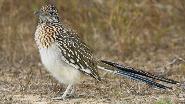 走鹃捕食剧毒响尾蛇 衔住蛇头反复往地上摔