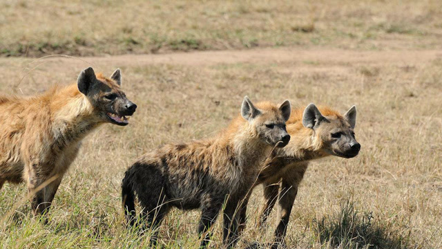 三只饥饿的鬣狗攻击刚刚出生的水牛 水牛妈妈无力保护
