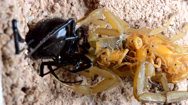 坐月子的蝎子杀死黑寡妇蜘蛛补充营养