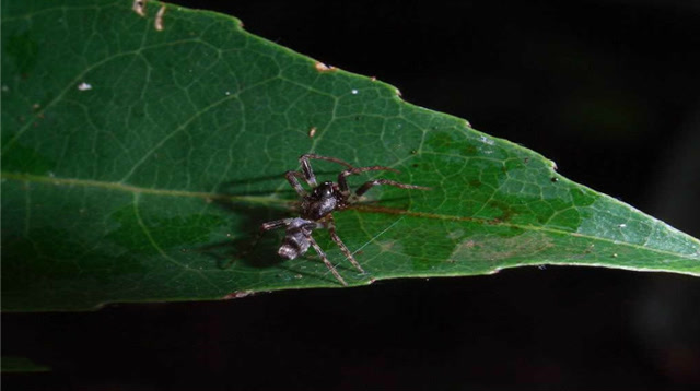 动物界最狡猾的猎手拟平腹蛛,善于伪装成猎物来完成猎杀