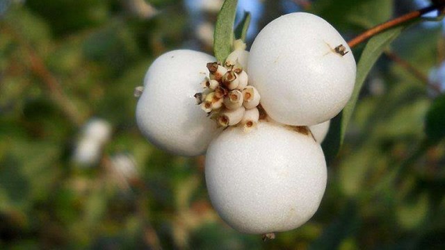 水果中的白珍珠,一斤的价格高达80元,一旦发现哪里有就抢着买!