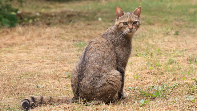 澳洲筑起世界最长的防猫长城,野猫巨大残暴,看见什么杀什么