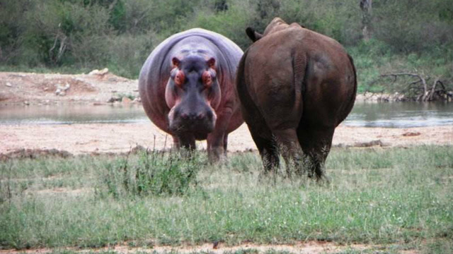 河马偶遇犀牛,主动挑衅进攻,没想到犀牛居然如此凶猛!