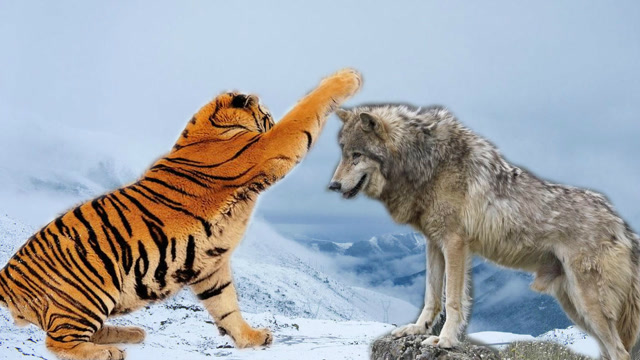 东北虎下山抓狗吃是因为狼?此外还有哪些原因?