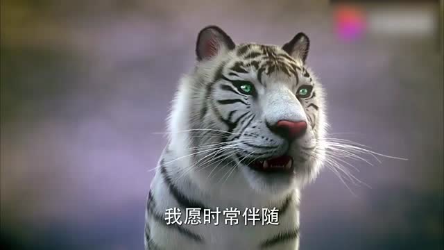 赵云为白虎守灵一夜 没想到会梦见白虎说话 助赵云成就大业