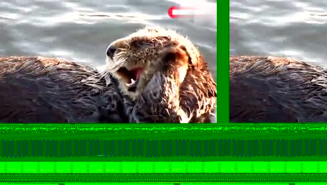 一只爱美的水獭,一刻不停的洗脸,太喜感了!