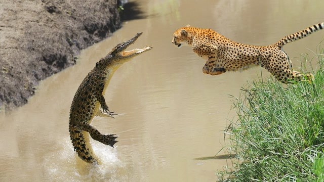 鳄鱼vs猎豹,最终到底谁是猎手谁是猎物?