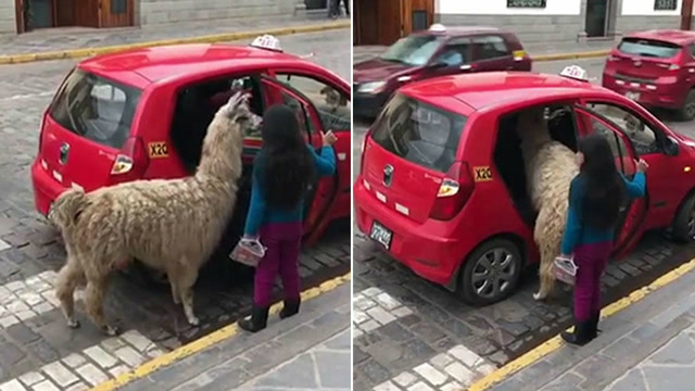 活久见!实拍羊驼乘坐出租车 司机竟没拒载