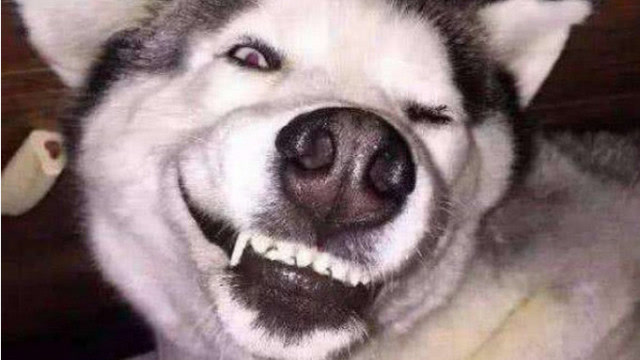 二哈太嚣张让人头疼不已,结果当了妈后就变了,再也嘚瑟不起来!