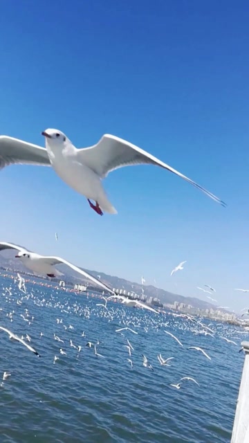 愿我们每个人都能当勇敢的海燕