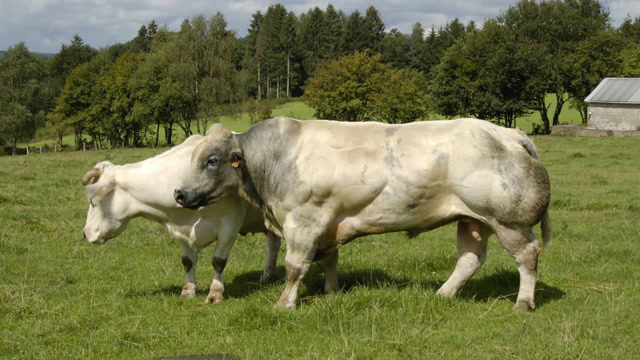 比利时研制出"肌肉牛"满足人类需求,但对牛本身有危害!