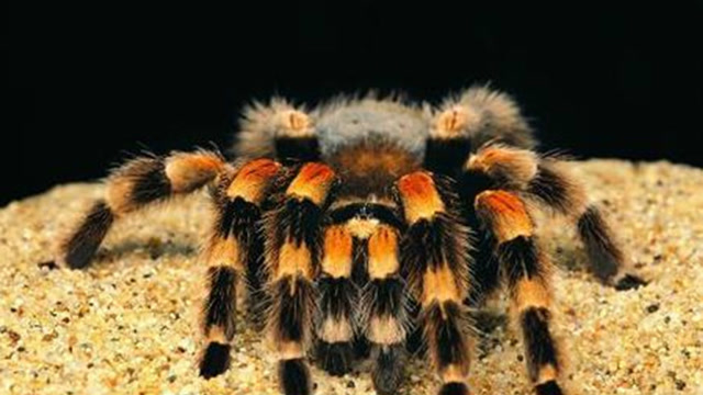 全球最毒蜘蛛大战毒蝎子,胜负竟出人意料