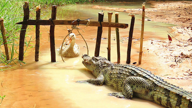原来野外捕鳄鱼这么简单?一条绳子就可以,这方法真有创意!