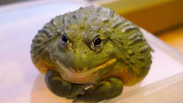 非洲牛蛙大战黑曼巴蛇,这场面绝对的精彩