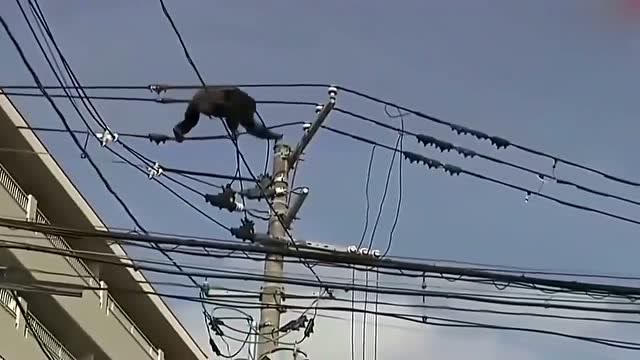 调皮的猴子爬上高压电,上演人猴大战,最后怎么死的都不知道