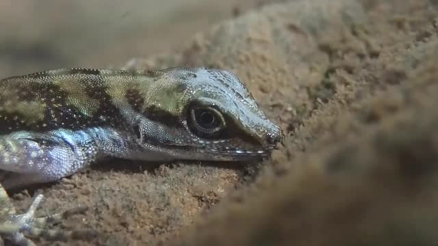 水下呼吸的安乐蜥