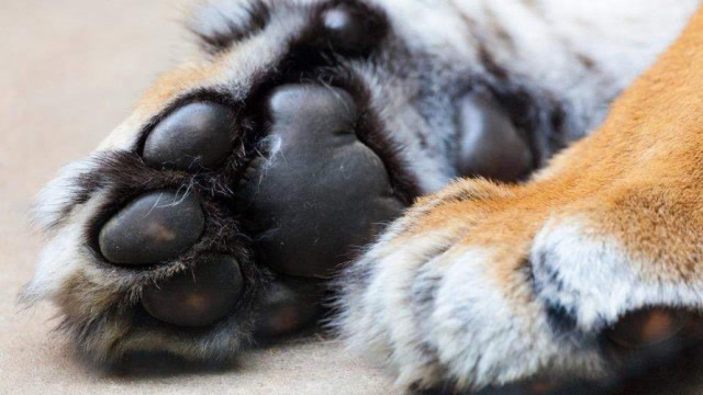 为什么说狗狗爪子上的肉垫,一定不要摸呢?看完真是大开眼界!