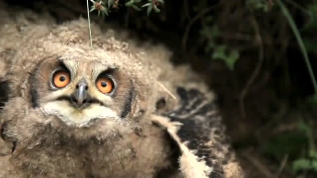 《喜马拉雅》高原生来就对立的猛禽,金雕与雕鸮大战