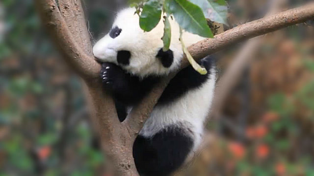 太萌太逗了!熊猫宝宝爬树为了啥