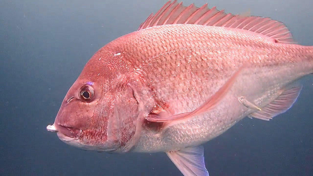 水下一群鱼,大真鲷鱼吃东西吃得好肥!