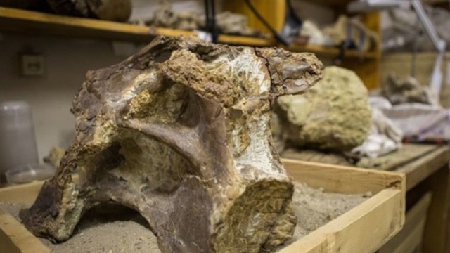 考古学家发掘了全新品种恐龙化石,一共花了数年时间