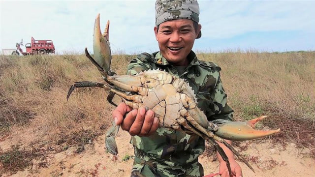 老四赶海达到人生的"高潮",单只青蟹就有2斤多重,走大运了