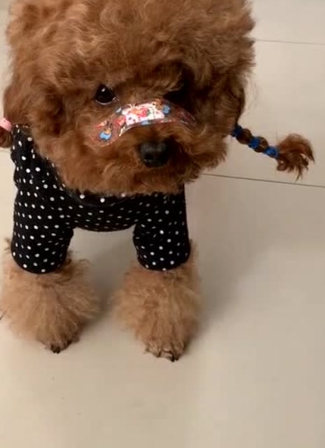 狗狗扎了两个小辫子真可爱,一翘一翘的,真想揪一揪