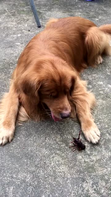 大金毛,你这叫声是给自己壮胆吗?