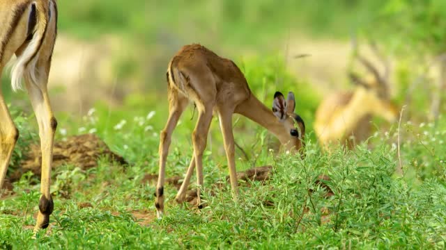 黑斑羚带着自己的幼崽,在草地觅食,这是一个温暖的家!