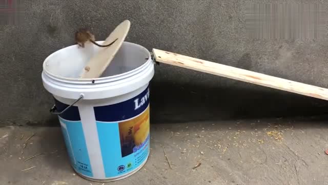 男子用塑料桶制作捕鼠神器这是只要几分钟就吸引10只老鼠上当!