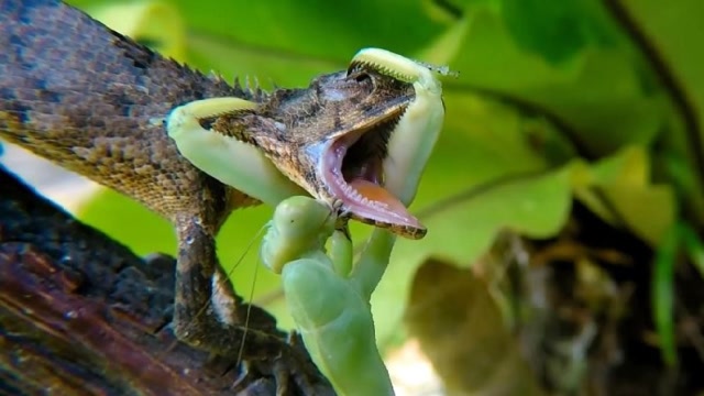 螳螂巧遇天敌蜥蜴,这场捕食究竟谁输谁赢?结局真令人意外!
