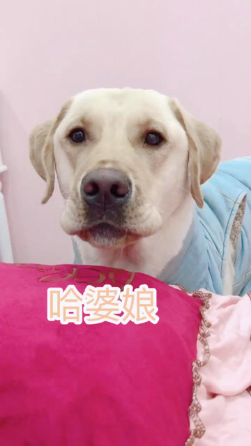 一睁眼睛 就看见这个怨恨的小脑袋在对我哼唧