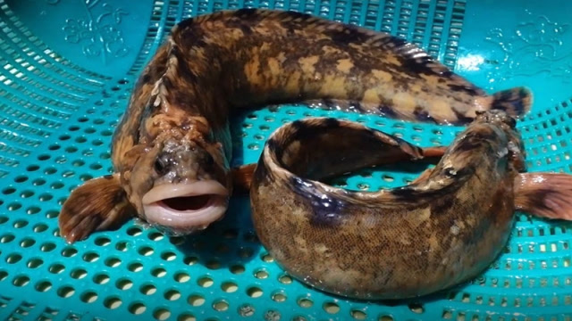 顶级粘鱼看大厨怎么将它做成刺身简直就像艺术品