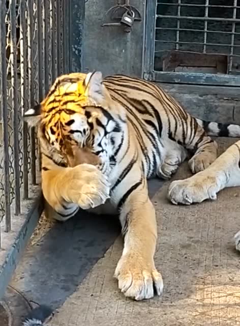 一只爱干净的老虎,大早上起来就先给自己洗脸,萌萌哒