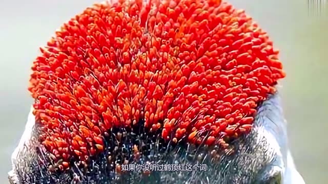 毒药之王鹤顶红到底是什么网友丹顶鹤背的这锅太冤了