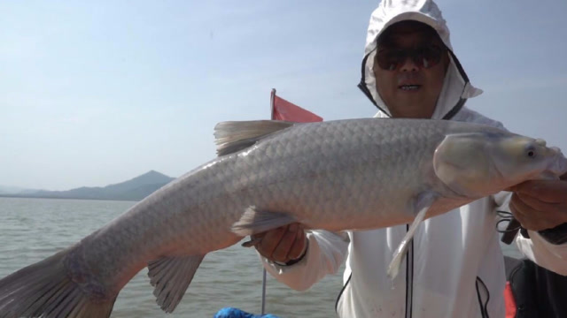 李大毛白荡湖野钓连续切线两次大毛终于中了一尾青鱼