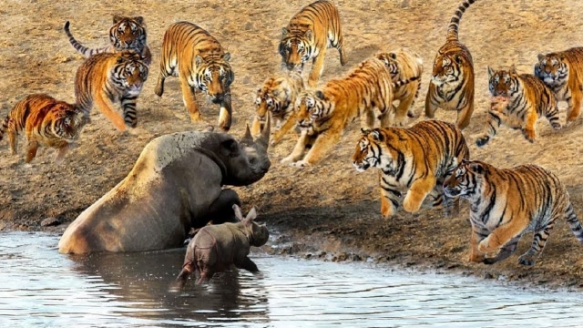 300公斤重的老虎遇到2000公斤重的犀牛,谁会赢?拭目以待!