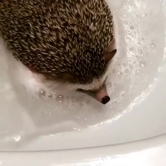 给可爱刺猬洗澡