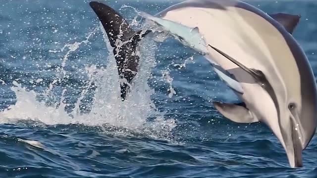 海豚叫声竟然是这样的!这"海豚音"听起来有点萌