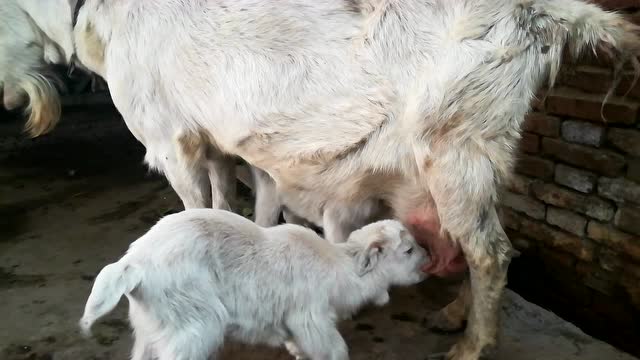 羊吃奶 母爱的关怀