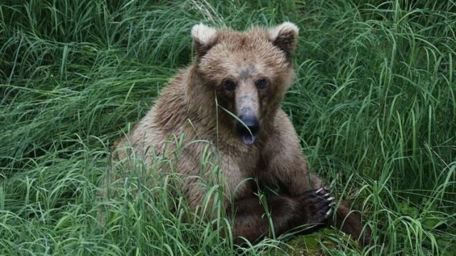 俄罗斯发现"熊头狗身",专家很困惑,网友:难道熊狗诞生了?