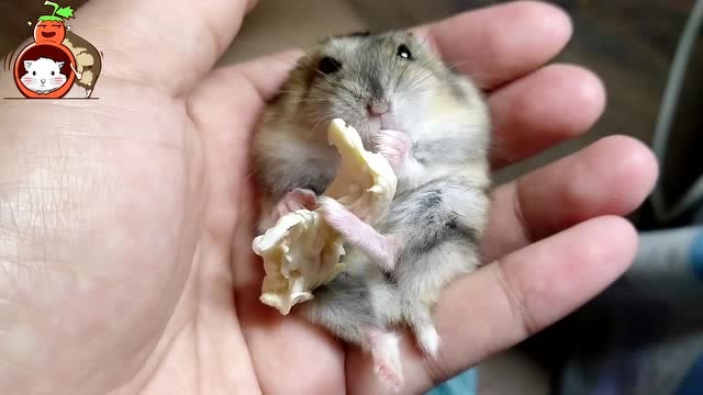 仓鼠吐舌头舔爪子,并且随随便便就上了手