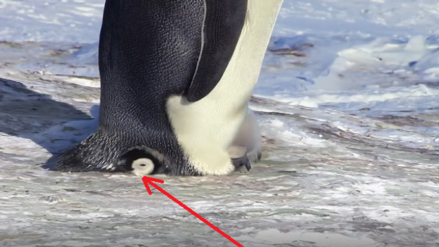 小企鹅想钻到爸爸的"育儿袋"里取暖,不料发生意外,笑到肚子痛