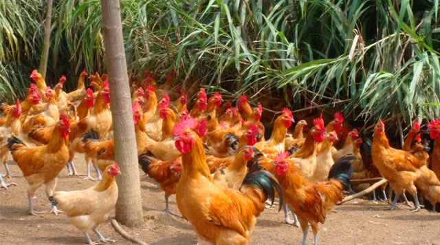 我们在买鸡肉的时候,是应该买黄羽鸡好还是买白羽鸡好呢?