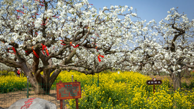 2019-03-30 丰县梨花节出行攻略